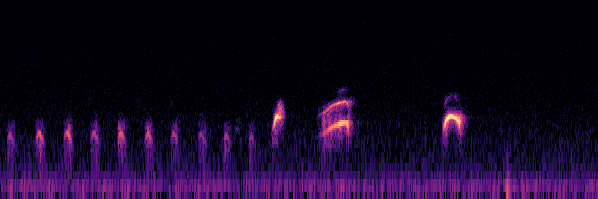 Spectrogram: Great Grey Owl Call With Whooping End Variation
